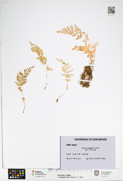 Cystopteris apiiformis [Espécimen: UDEC:CONC:0186321]