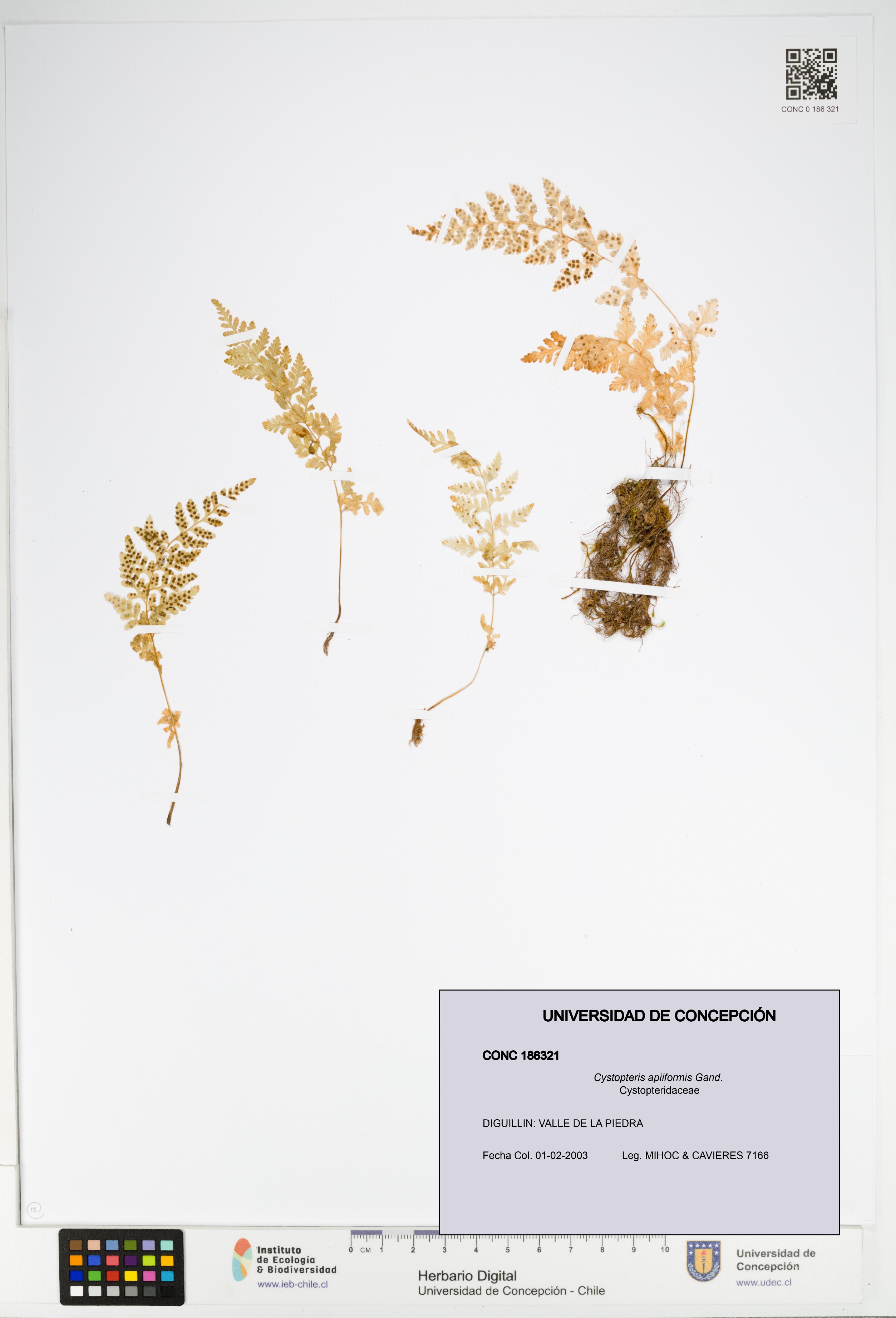Cystopteris apiiformis [Espécimen: UDEC:CONC:0186321]