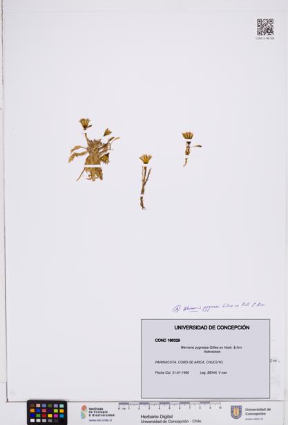 Werneria pygmaea [Espécimen: ]