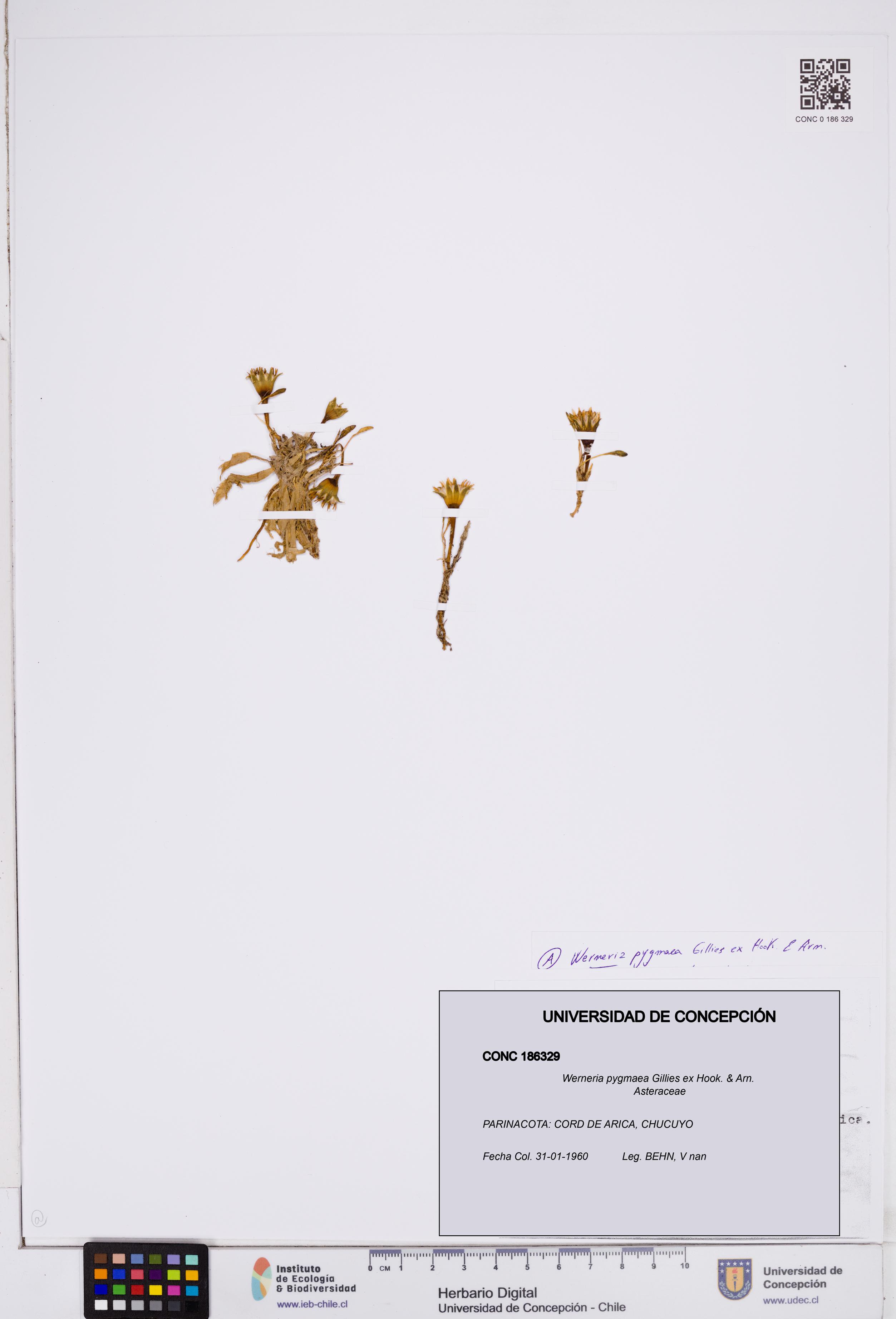 Werneria pygmaea [Espécimen: ]