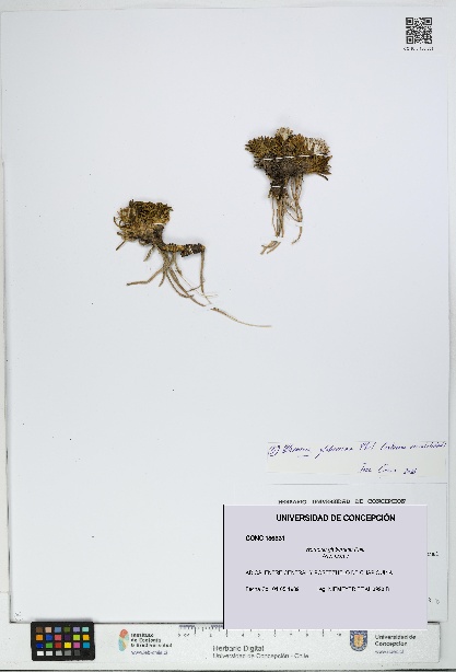 Werneria glaberrima [Espécimen: UDEC:CONC:0186331]