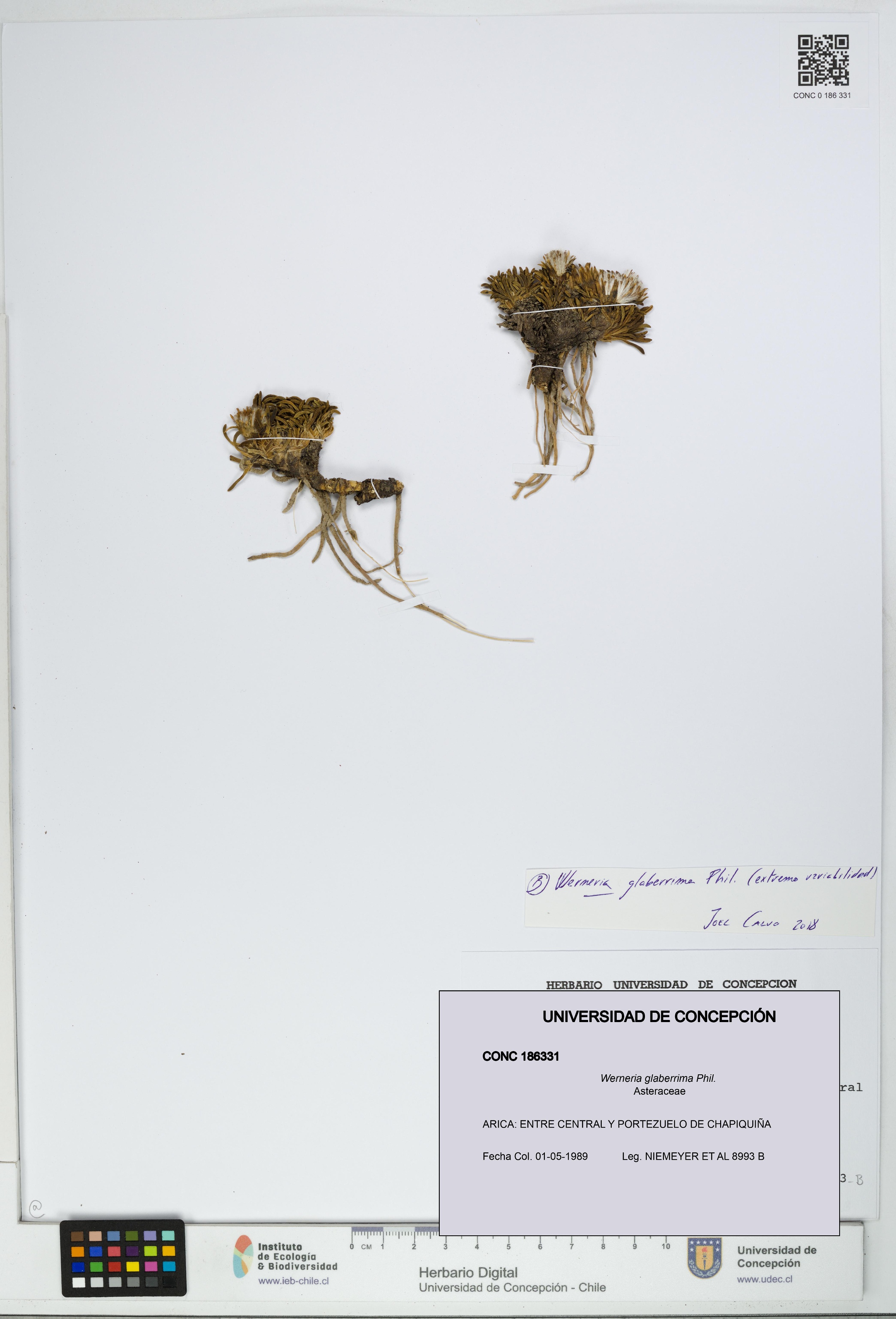 Werneria glaberrima [Espécimen: UDEC:CONC:0186331]