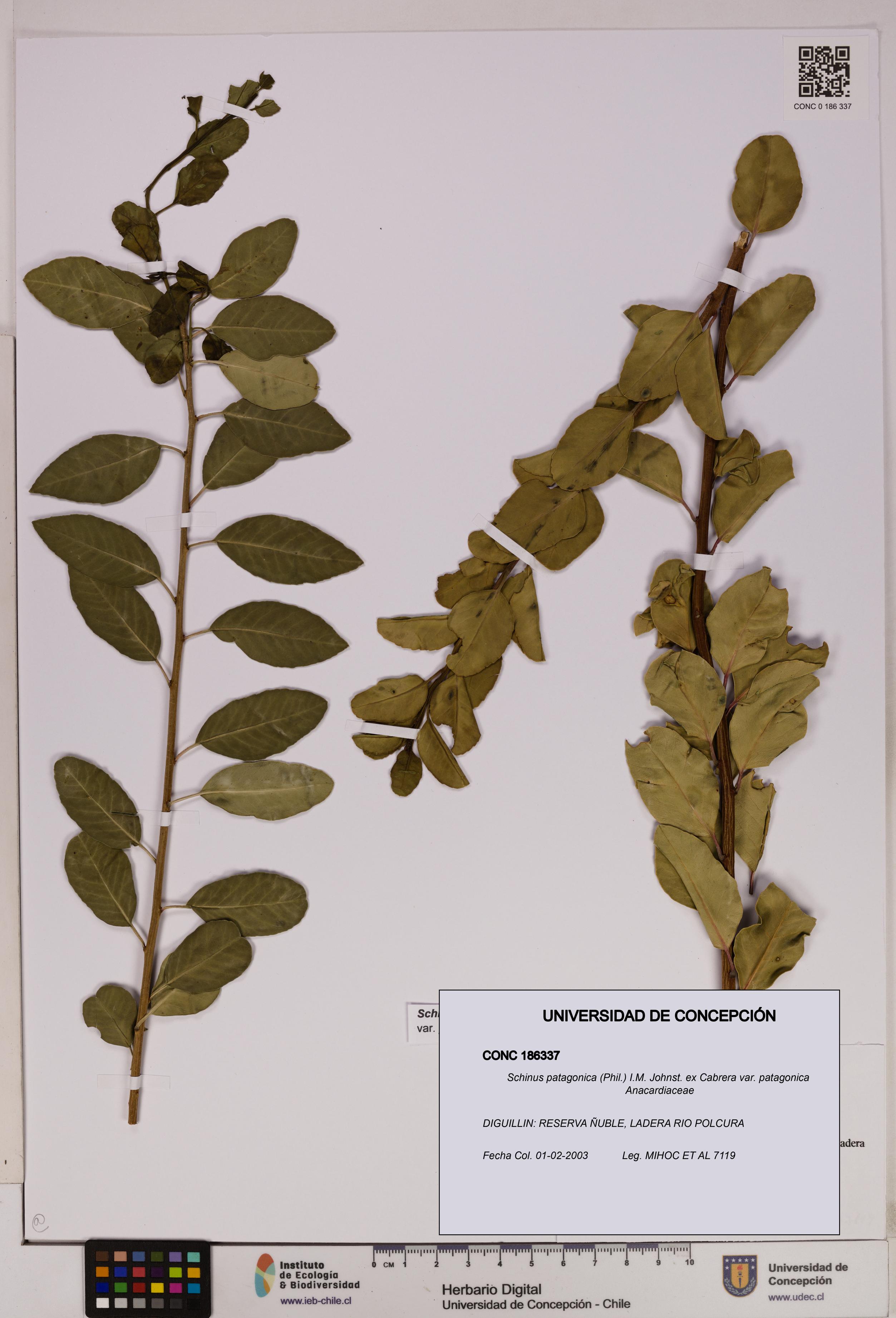 Schinus patagonica [Espécimen: UDEC:CONC:0186337]