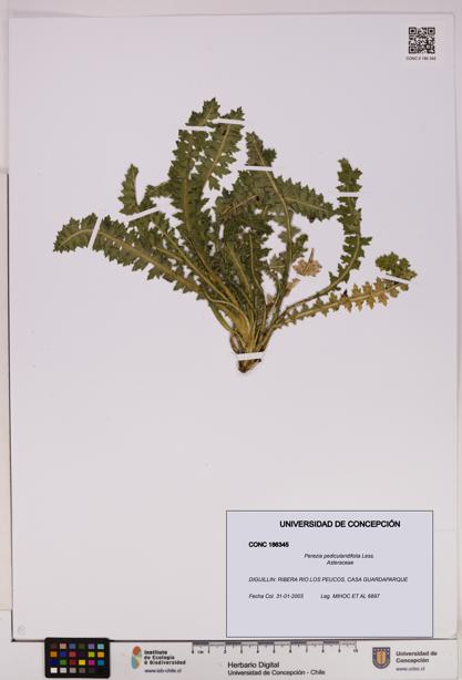 Perezia pedicularidifolia [Espécimen: UDEC:CONC:0186345]