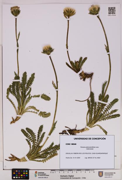 Perezia pedicularidifolia [Espécimen: UDEC:CONC:0186349]
