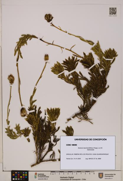 Senecio baccharidifolius [Espécimen: UDEC:CONC:0186350]