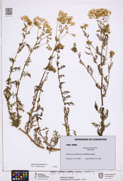 Senecio tocornalii [Espécimen: ]