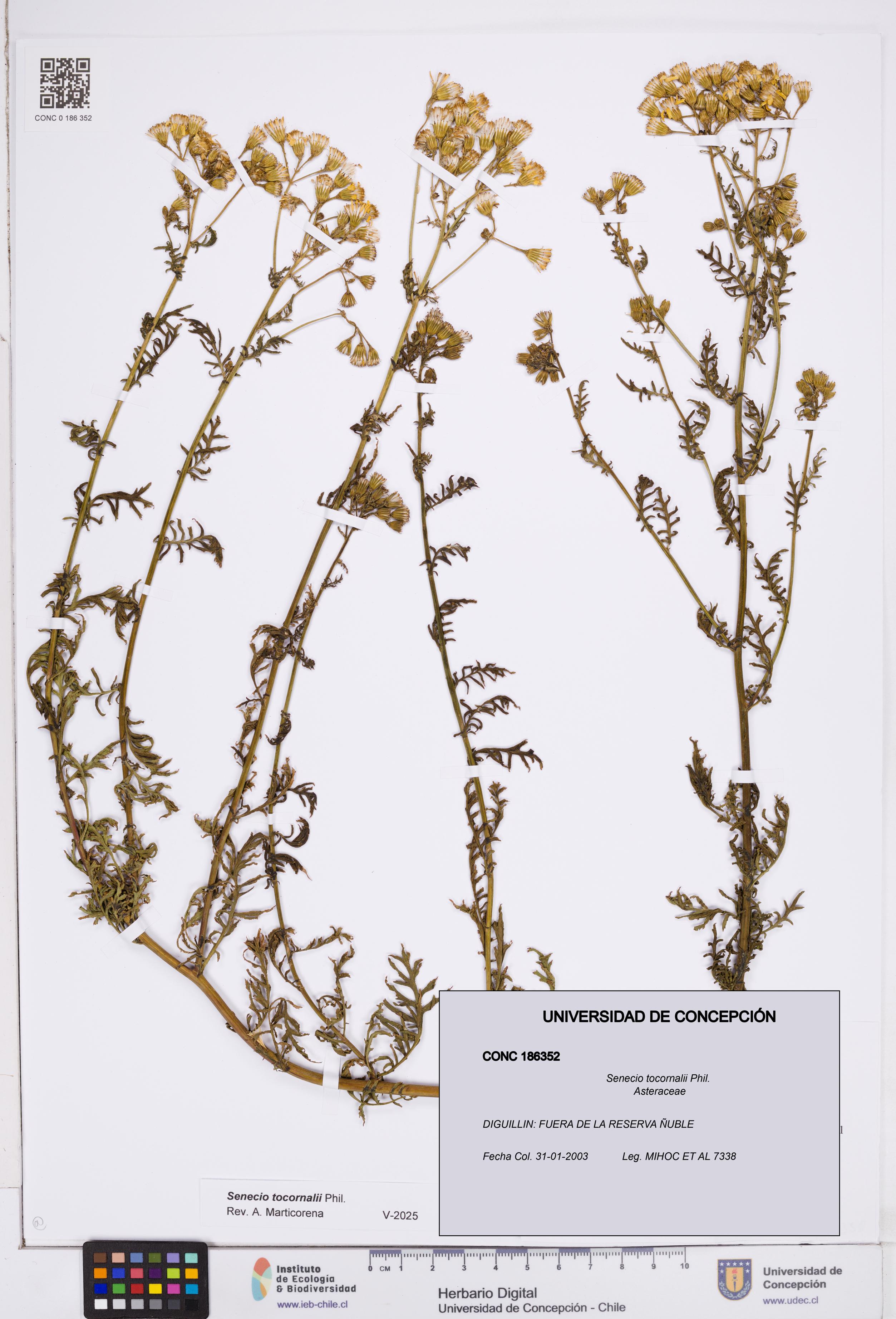 Senecio tocornalii [Espécimen: ]