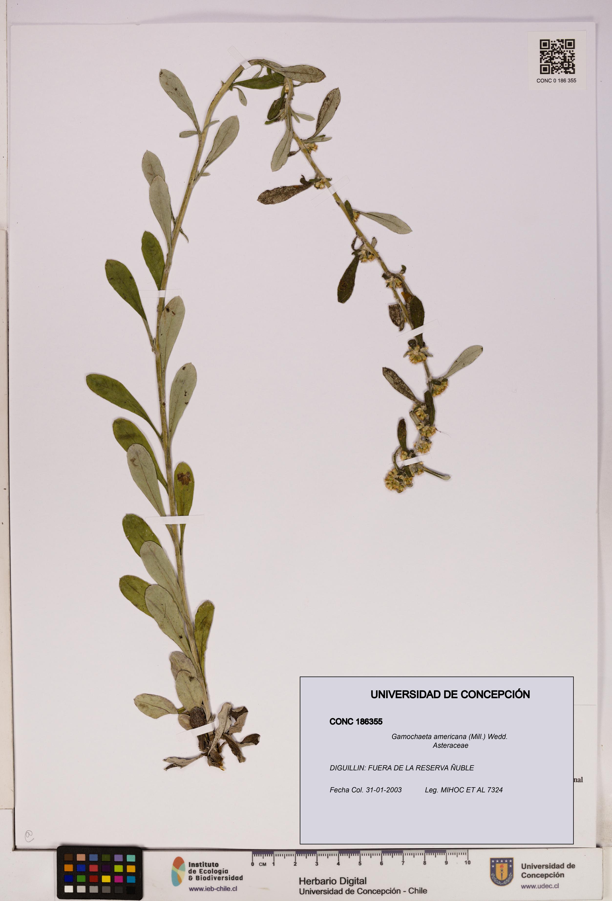 Gamochaeta americana [Espécimen: UDEC:CONC:0186355]