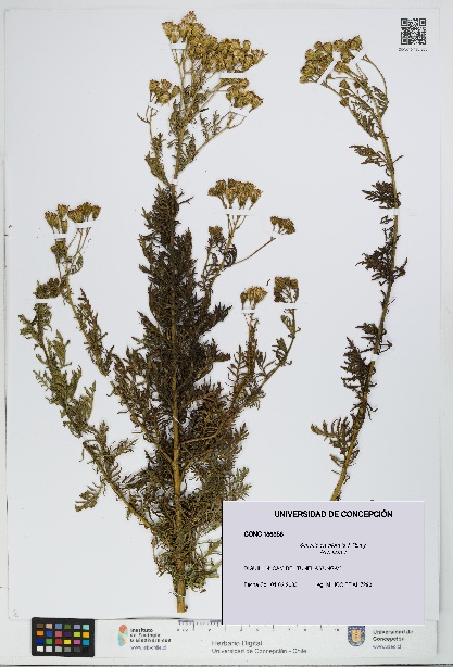 Senecio eruciformis [Espécimen: UDEC:CONC:0186356]