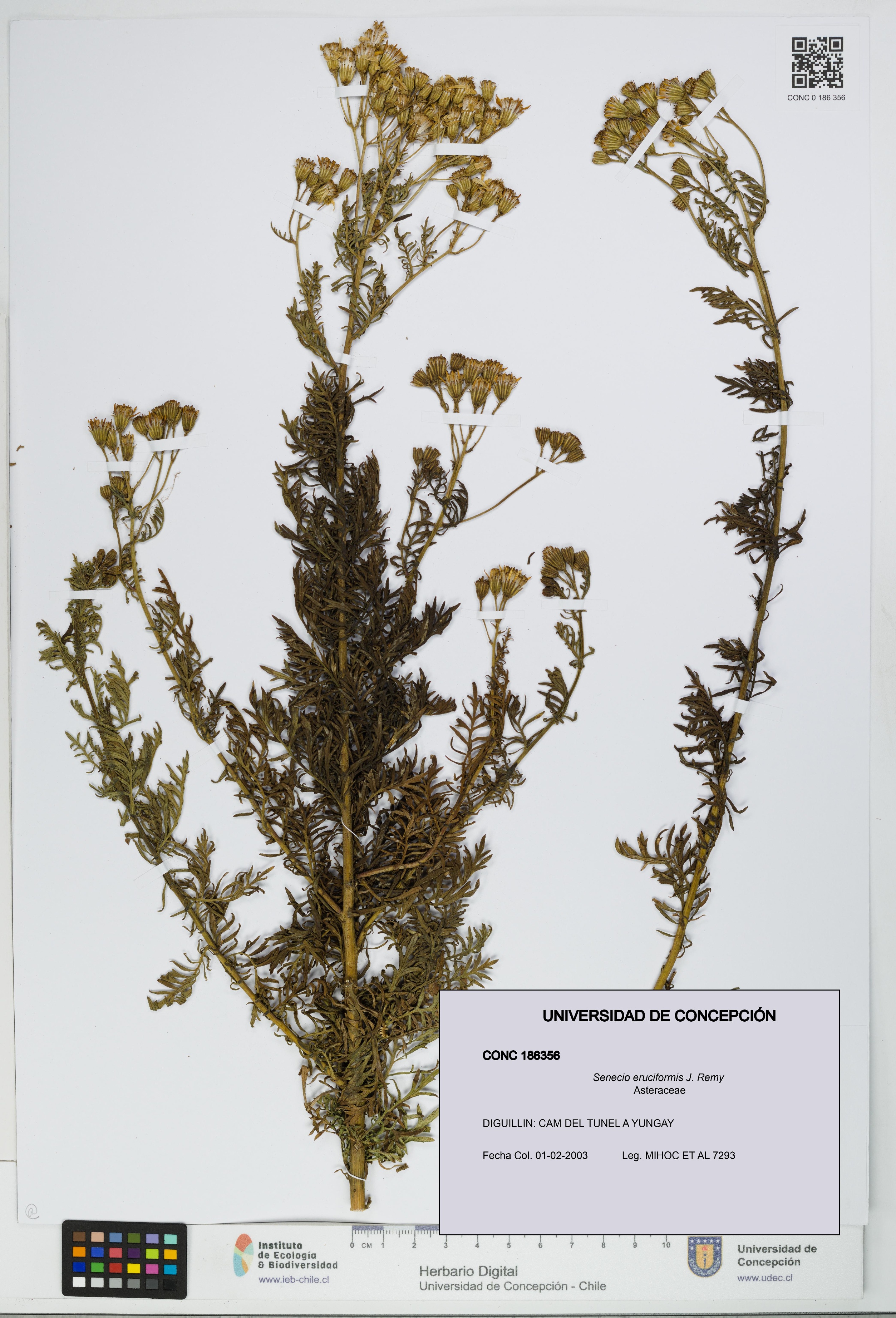 Senecio eruciformis [Espécimen: UDEC:CONC:0186356]