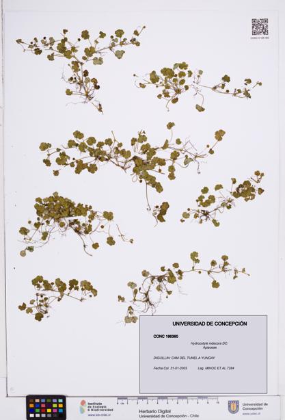 Hydrocotyle indecora [Espécimen: ]