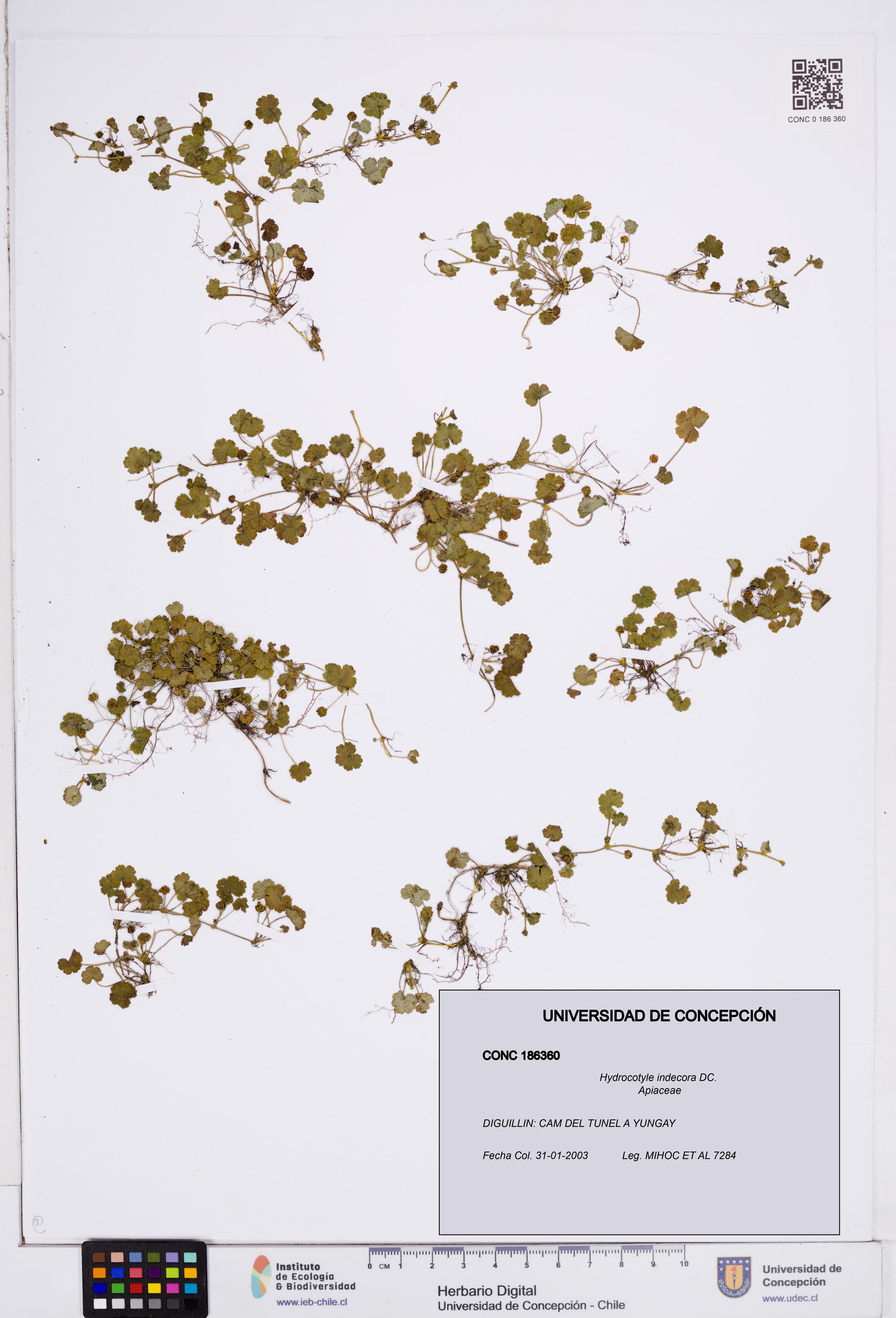Hydrocotyle indecora [Espécimen: ]