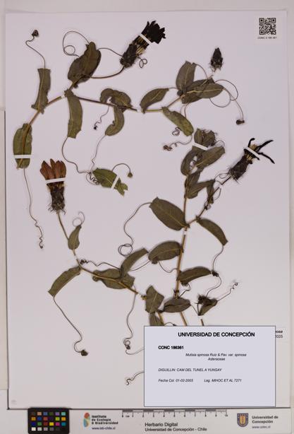 Mutisia spinosa var. spinosa [Espécimen: UDEC:CONC:0186361]