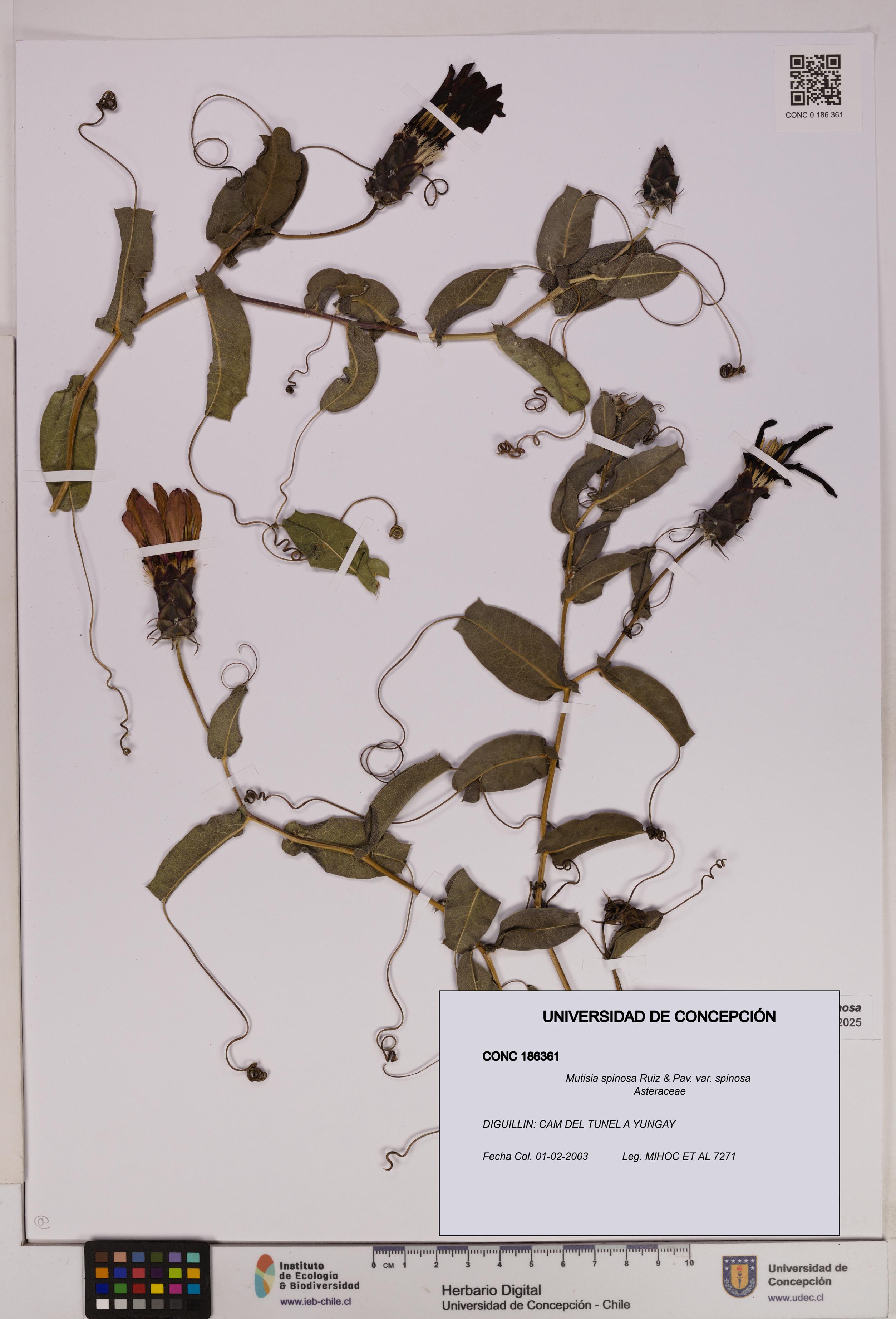 Mutisia spinosa var. spinosa [Espécimen: UDEC:CONC:0186361]