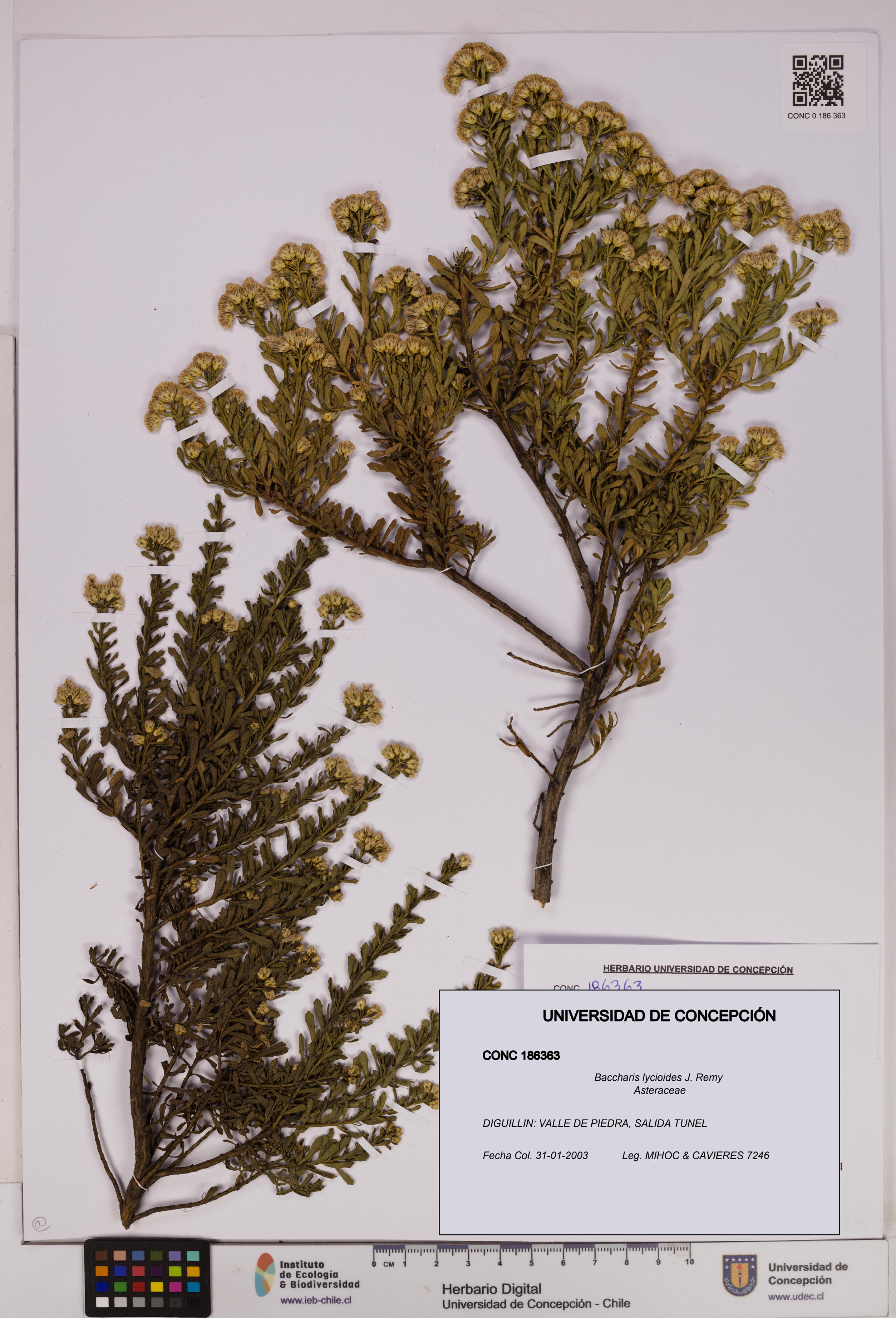 Baccharis lycioides [Espécimen: UDEC:CONC:0186363]