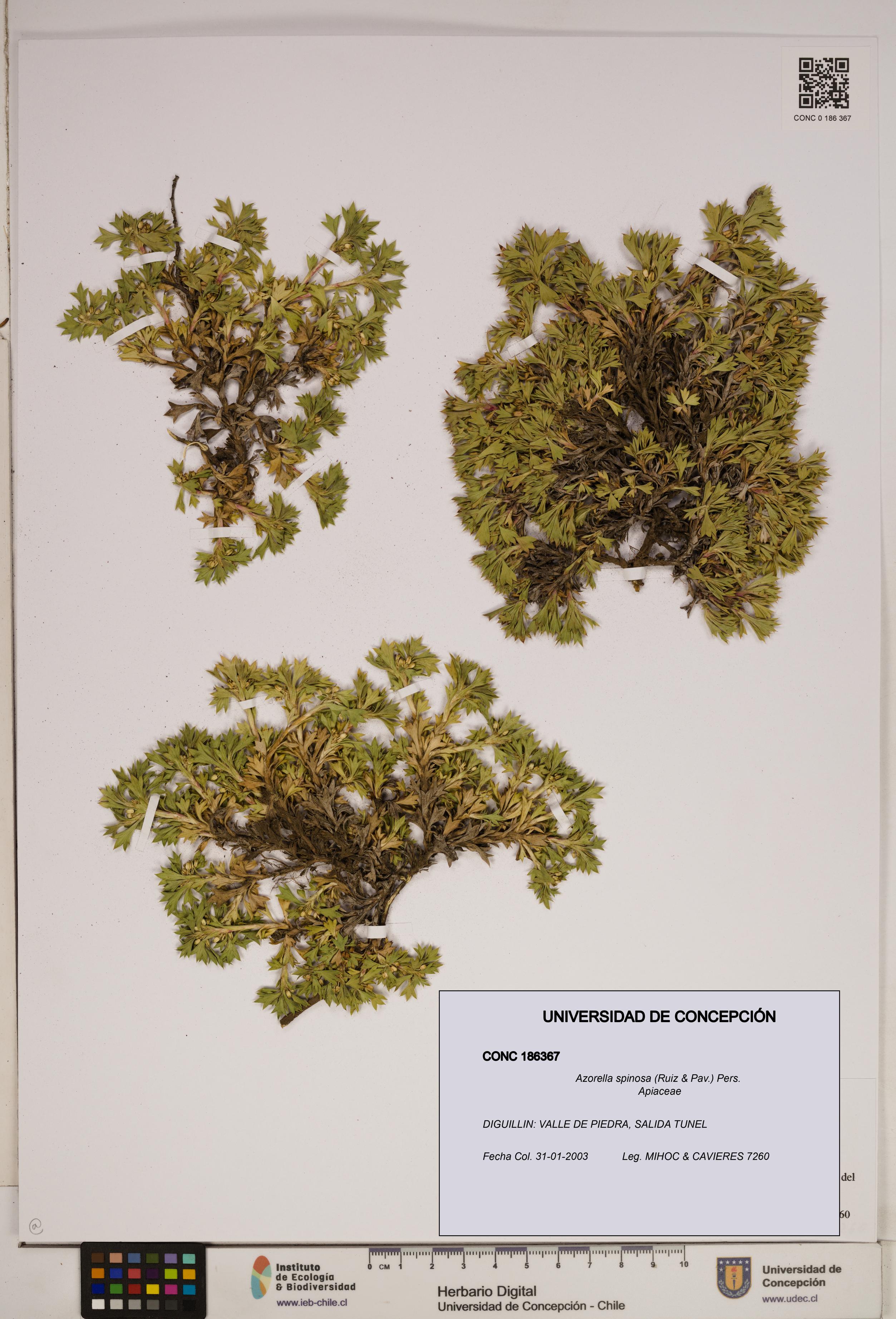 Azorella spinosa [Espécimen: ]