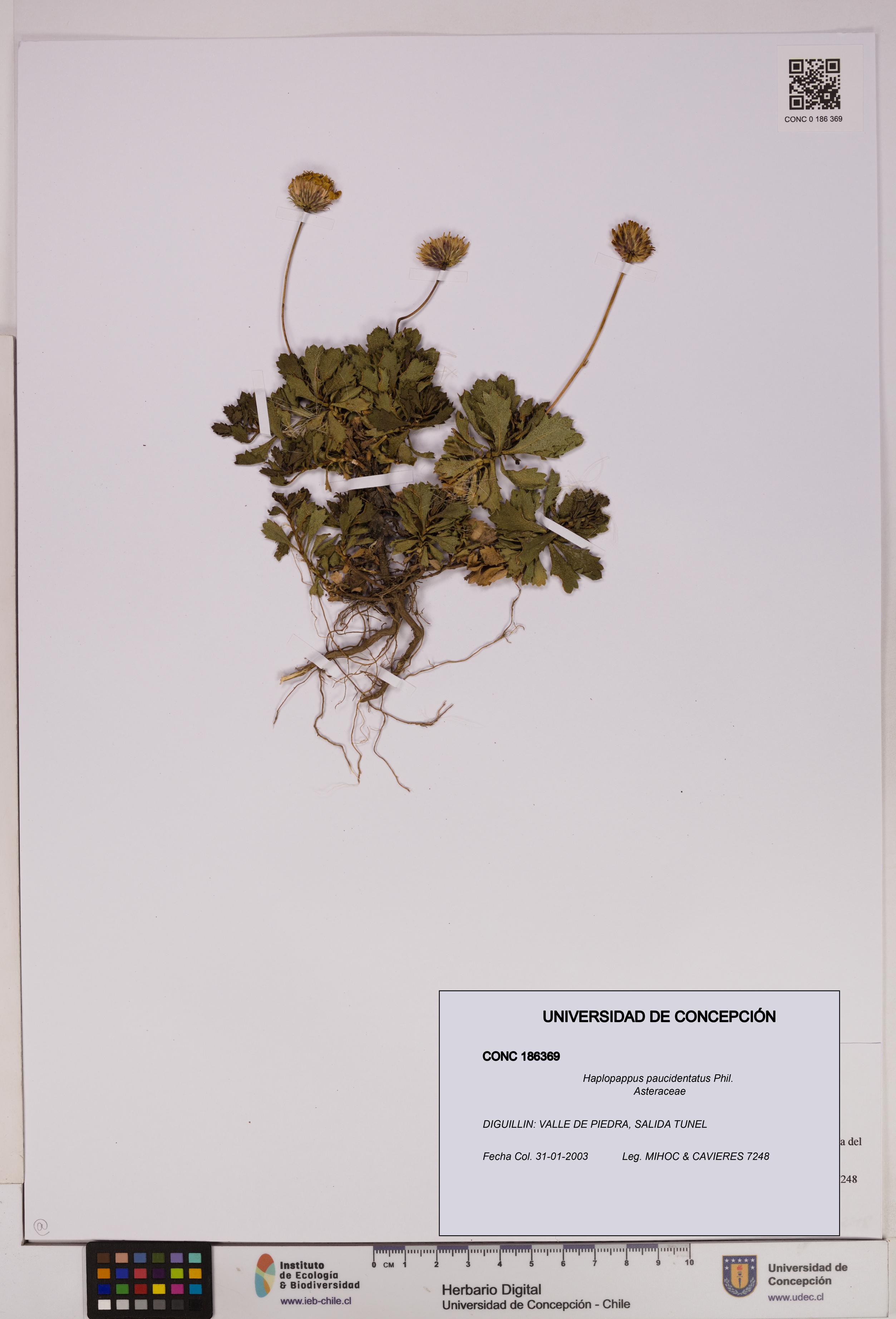 Haplopappus paucidentatus [Espécimen: UDEC:CONC:0186369]