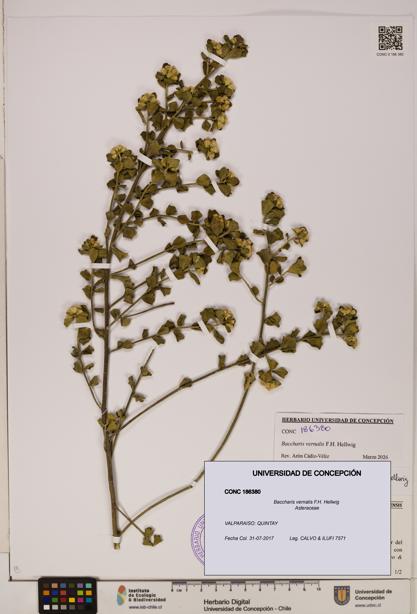 Baccharis vernalis [Espécimen: ]