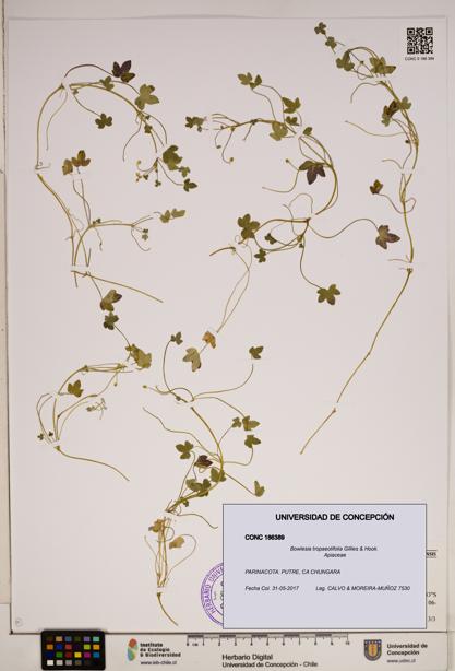 Bowlesia tropaeolifolia [Espécimen: ]