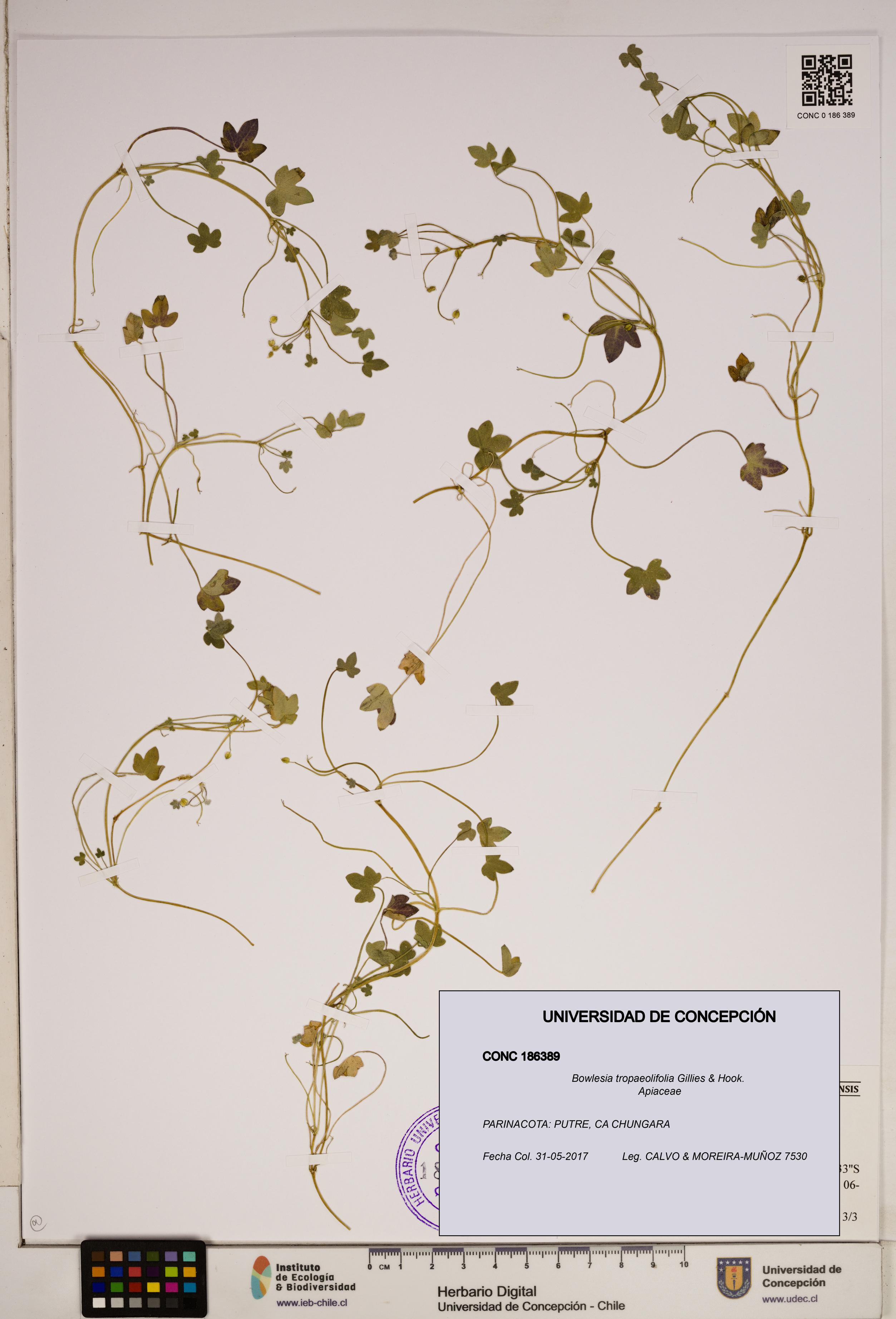Bowlesia tropaeolifolia [Espécimen: ]