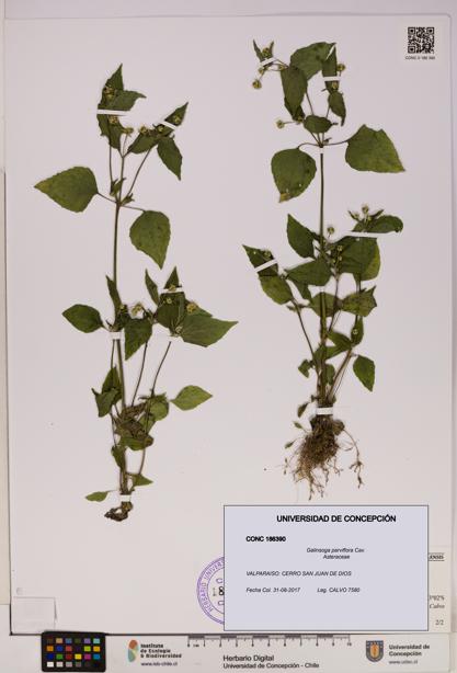 Galinsoga parviflora [Espécimen: UDEC:CONC:0186390]