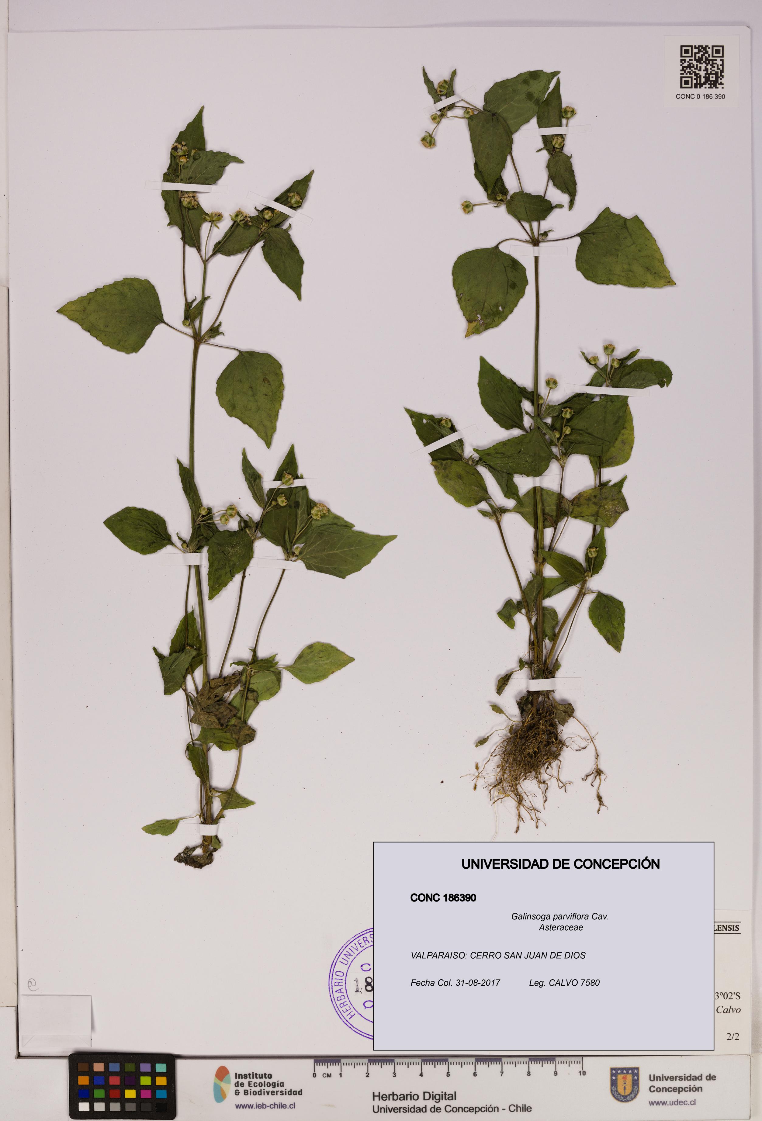 Galinsoga parviflora [Espécimen: UDEC:CONC:0186390]