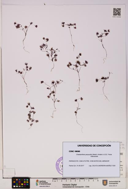 Chaetanthera perpusilla [Espécimen: UDEC:CONC:0186393]