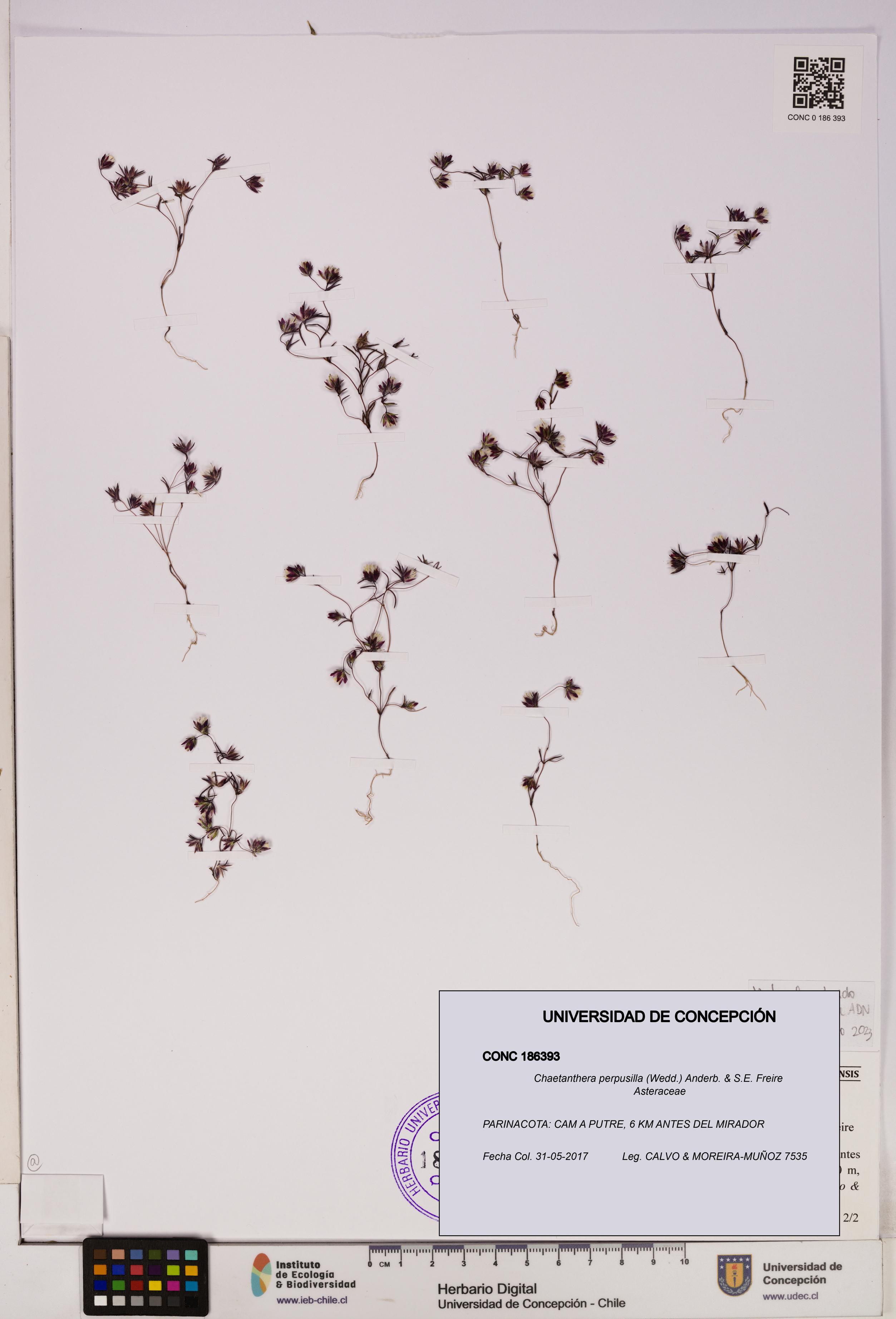 Chaetanthera perpusilla [Espécimen: UDEC:CONC:0186393]