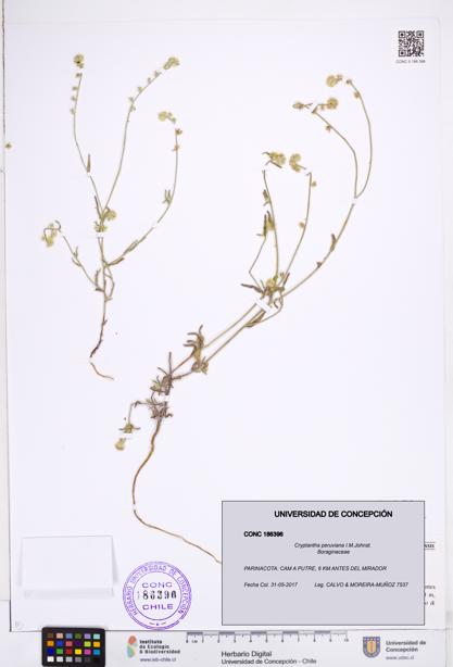 Cryptantha peruviana [Espécimen: ]