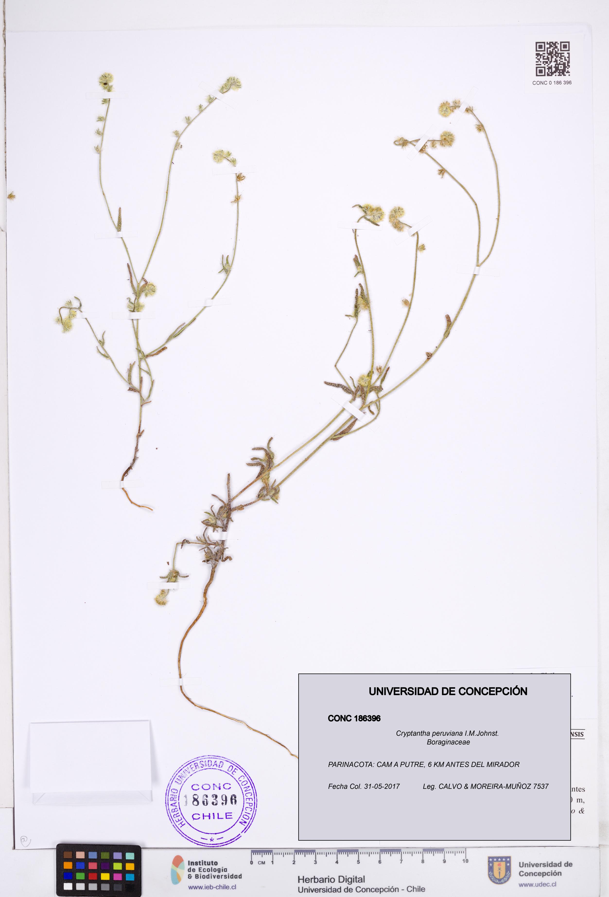 Cryptantha peruviana [Espécimen: ]