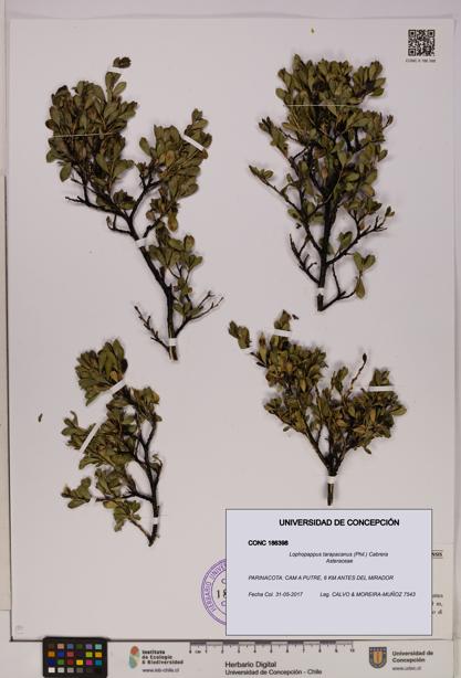 Lophopappus tarapacanus [Espécimen: UDEC:CONC:0186398]