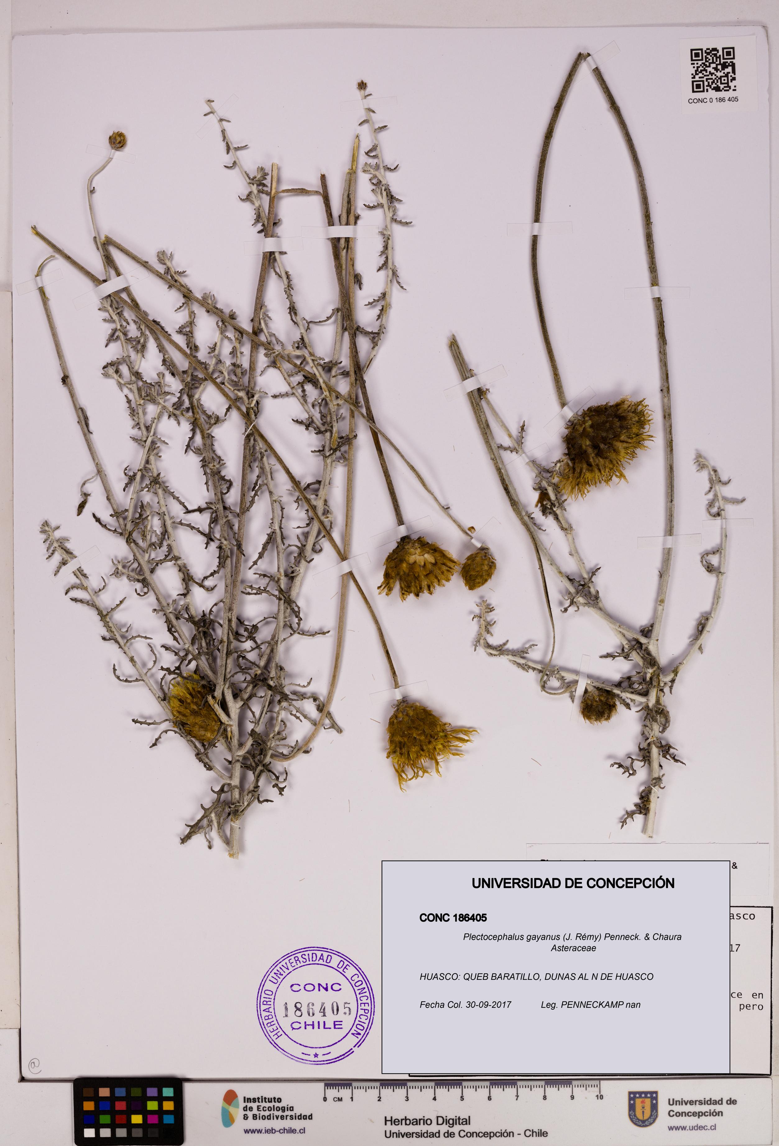 Plectocephalus gayanus [Espécimen: UDEC:CONC:0186405]