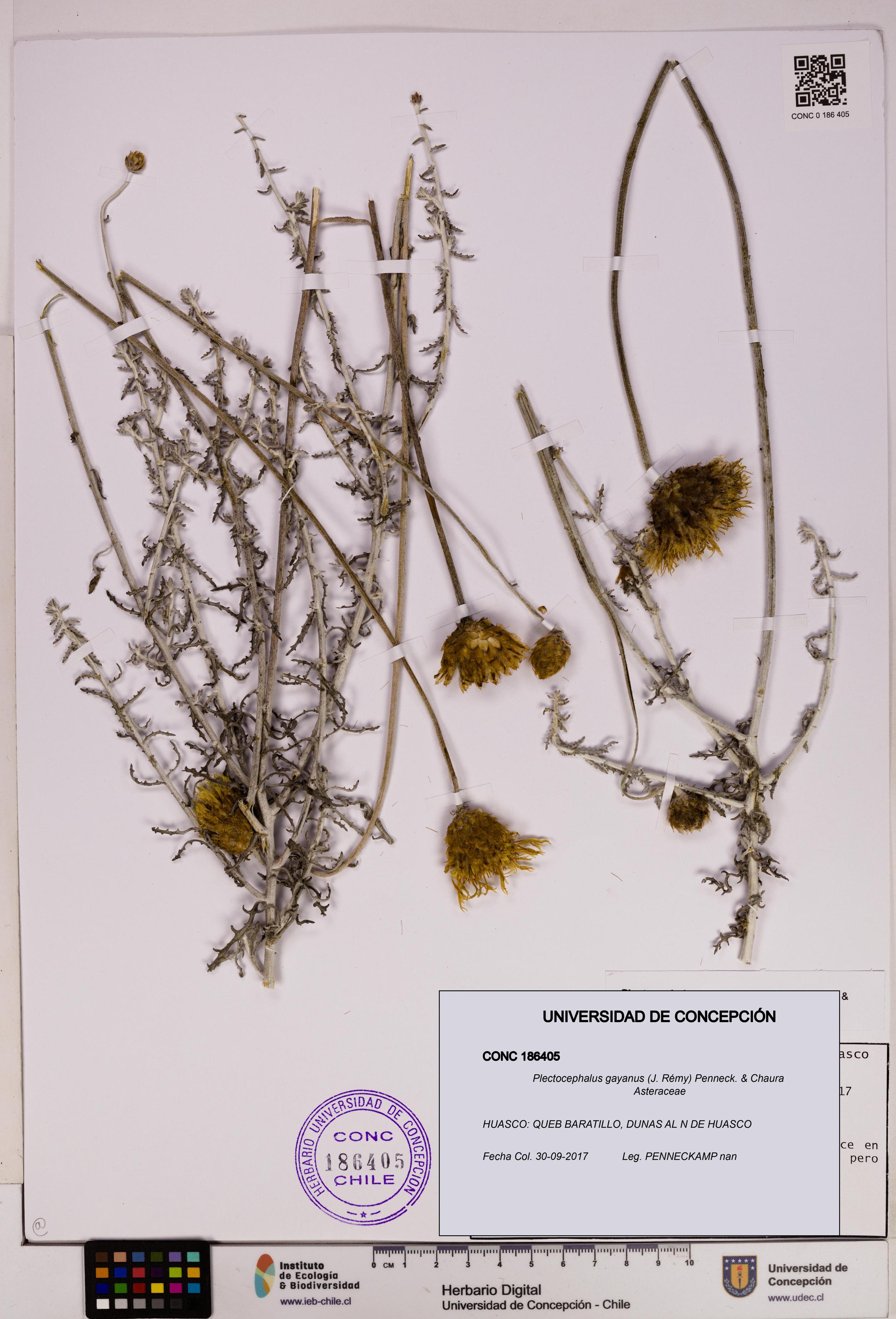 Plectocephalus gayanus [Espécimen: ]
