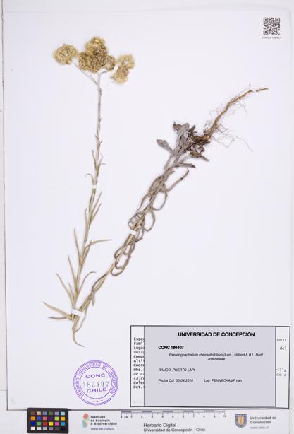 Pseudognaphalium cheiranthifolium [Espécimen: ]