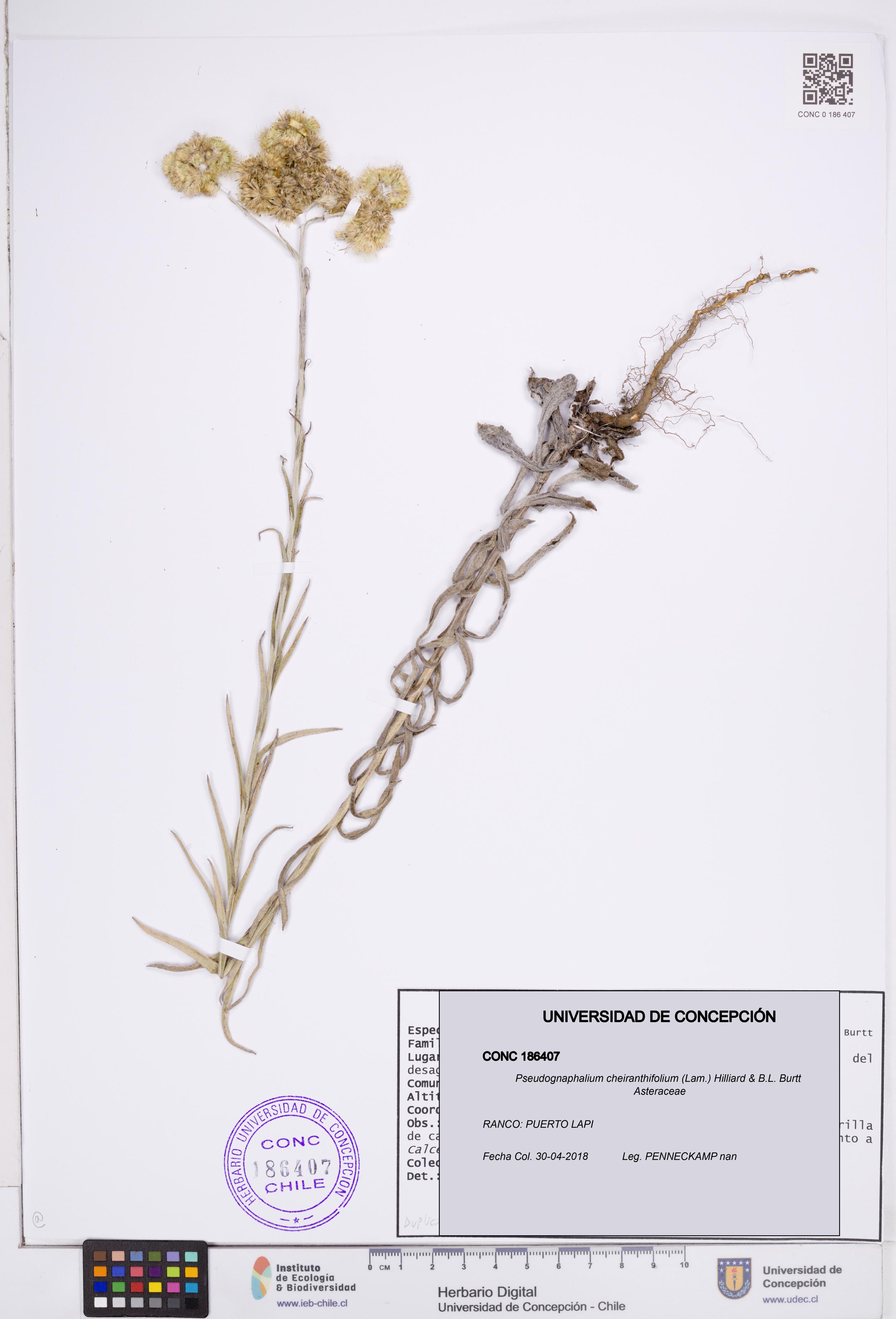 Pseudognaphalium cheiranthifolium [Espécimen: ]