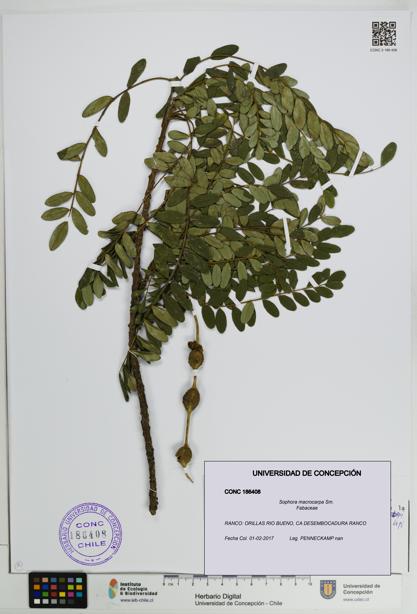 Sophora macrocarpa [Espécimen: ]