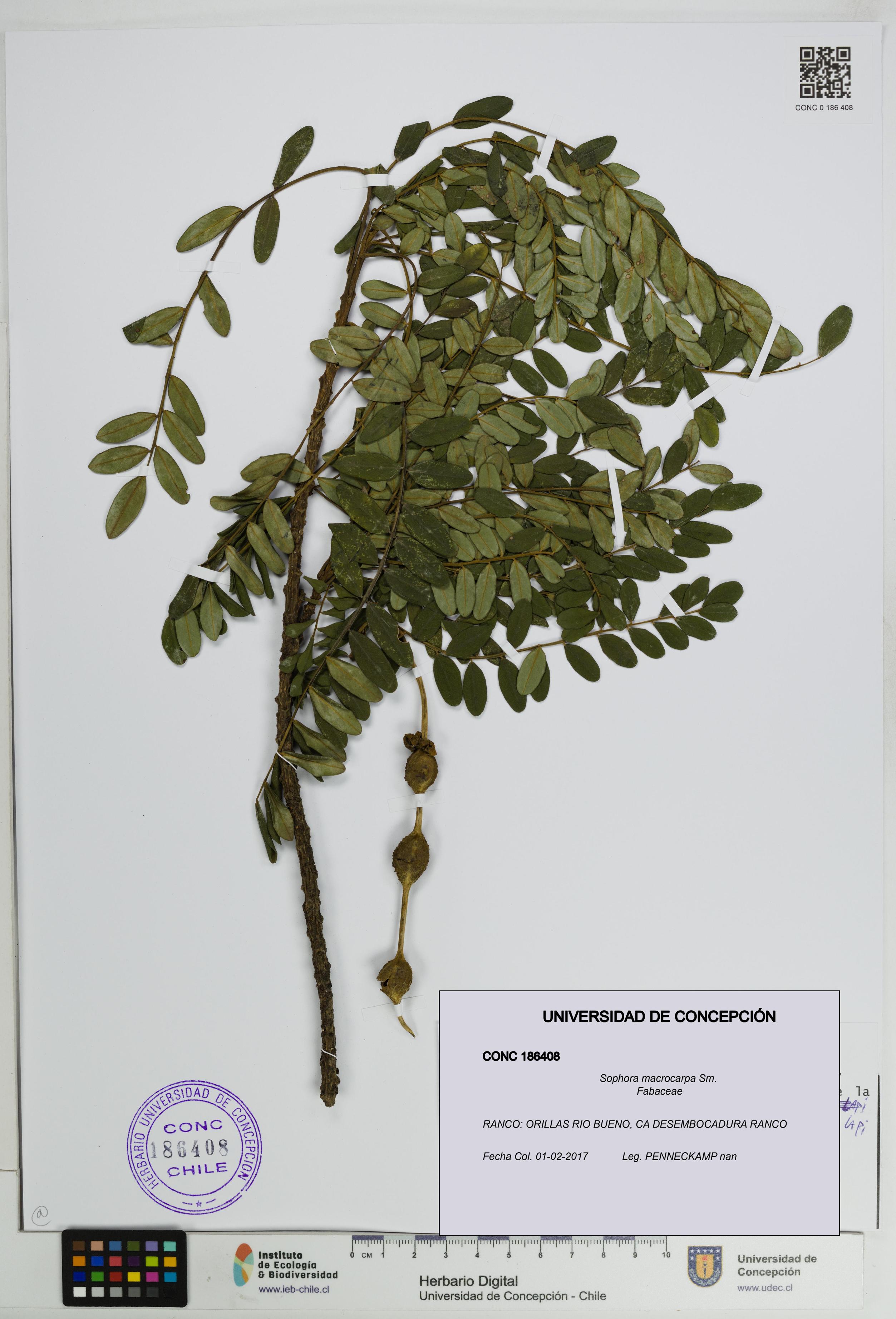 Sophora macrocarpa [Espécimen: ]