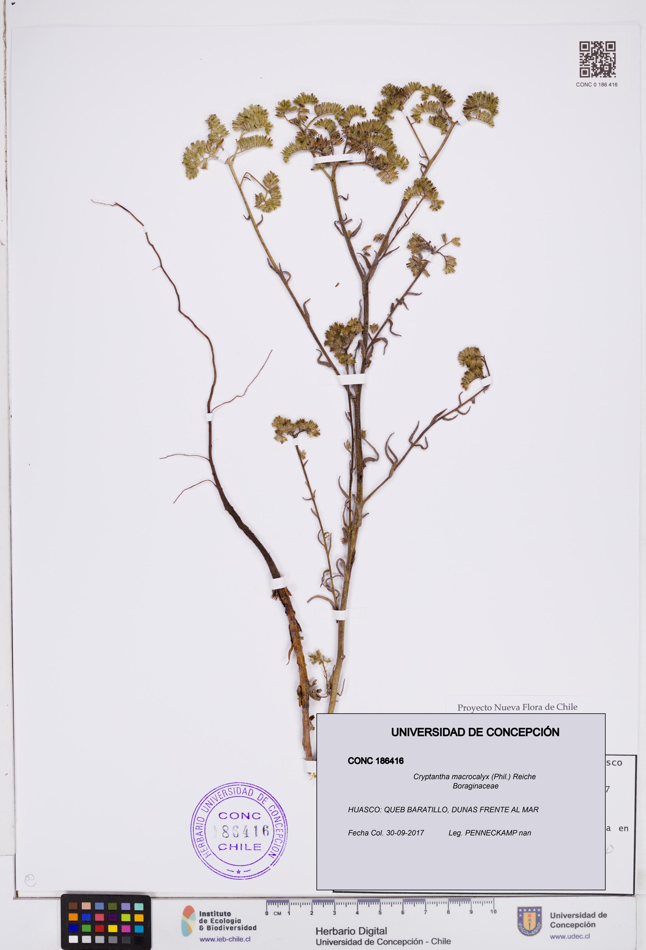 Cryptantha macrocalyx [Espécimen: ]
