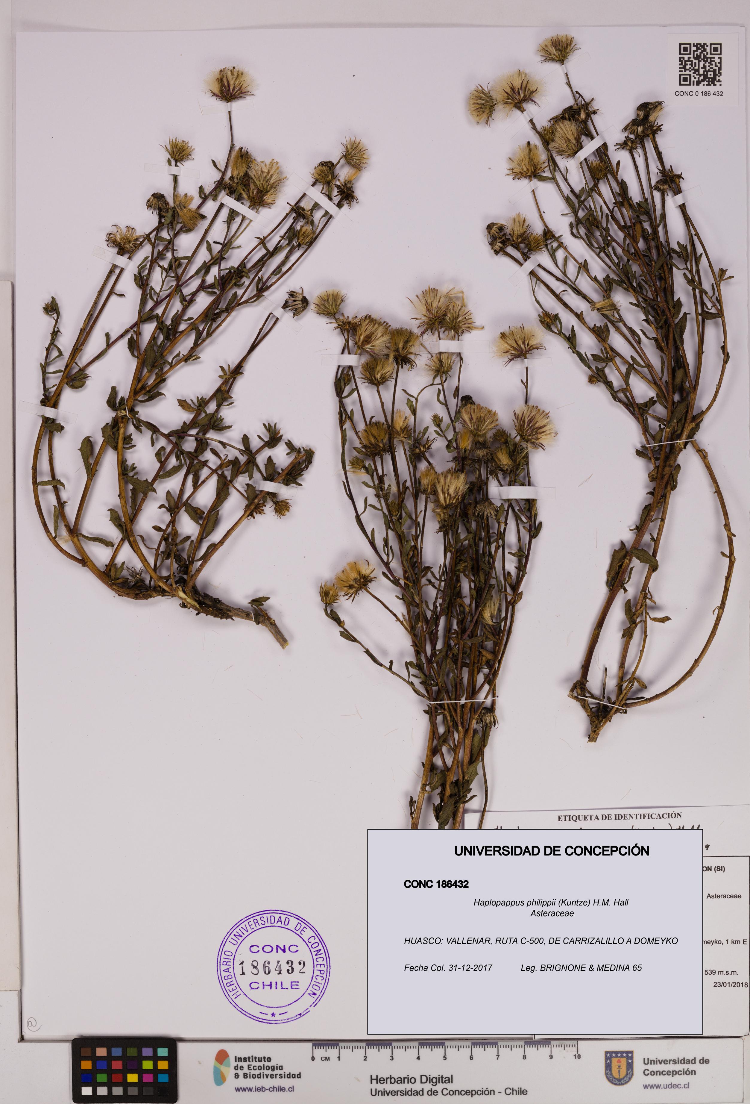 Haplopappus philippii [Espécimen: UDEC:CONC:0186432]