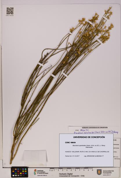 Baccharis spartioides [Espécimen: UDEC:CONC:0186434]