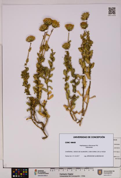 Haplopappus villanuevae [Espécimen: UDEC:CONC:0186435]