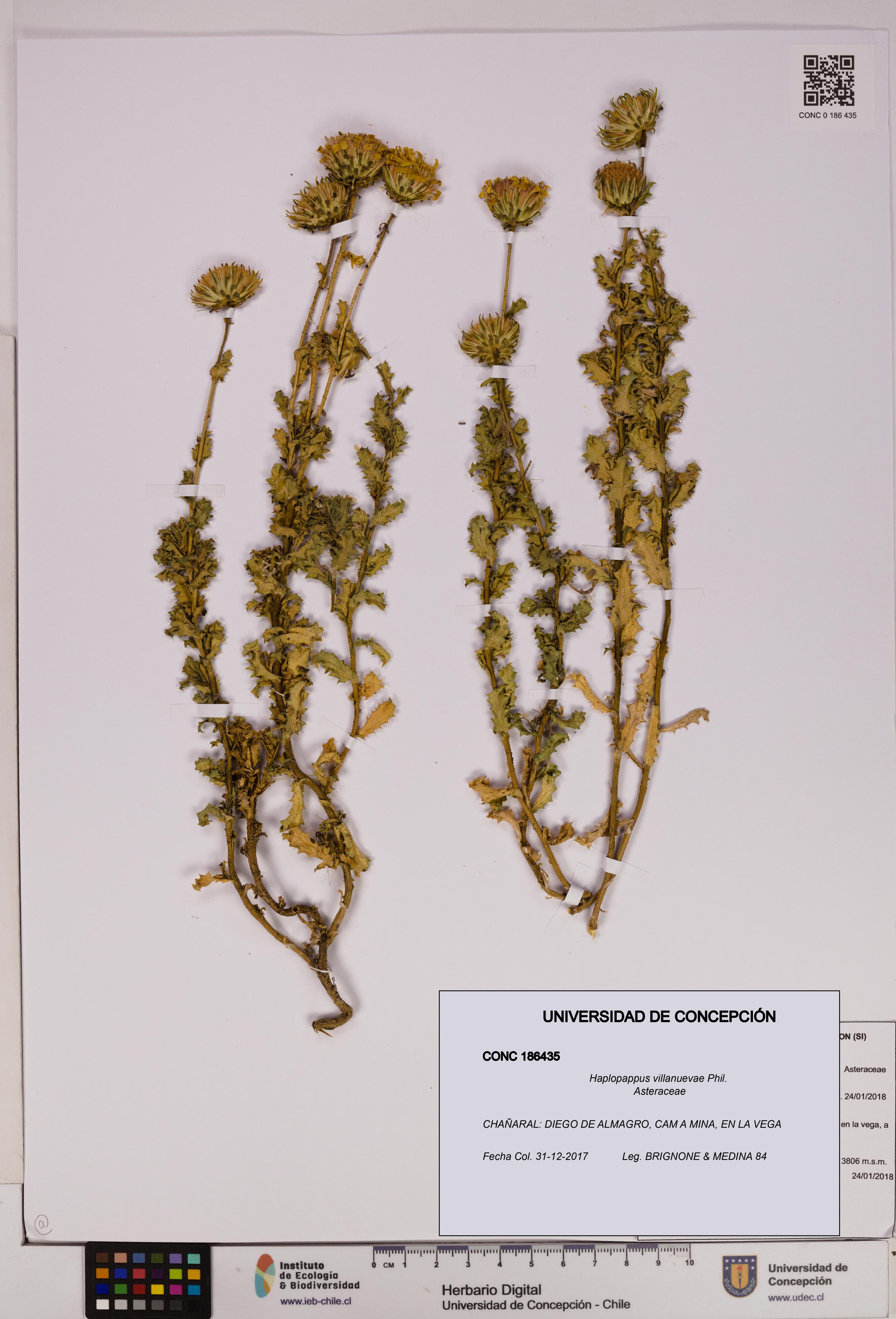 Haplopappus villanuevae [Espécimen: UDEC:CONC:0186435]