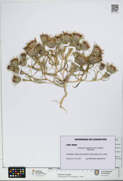 Doniophyton weddellii [Espécimen: UDEC:CONC:0186445]
