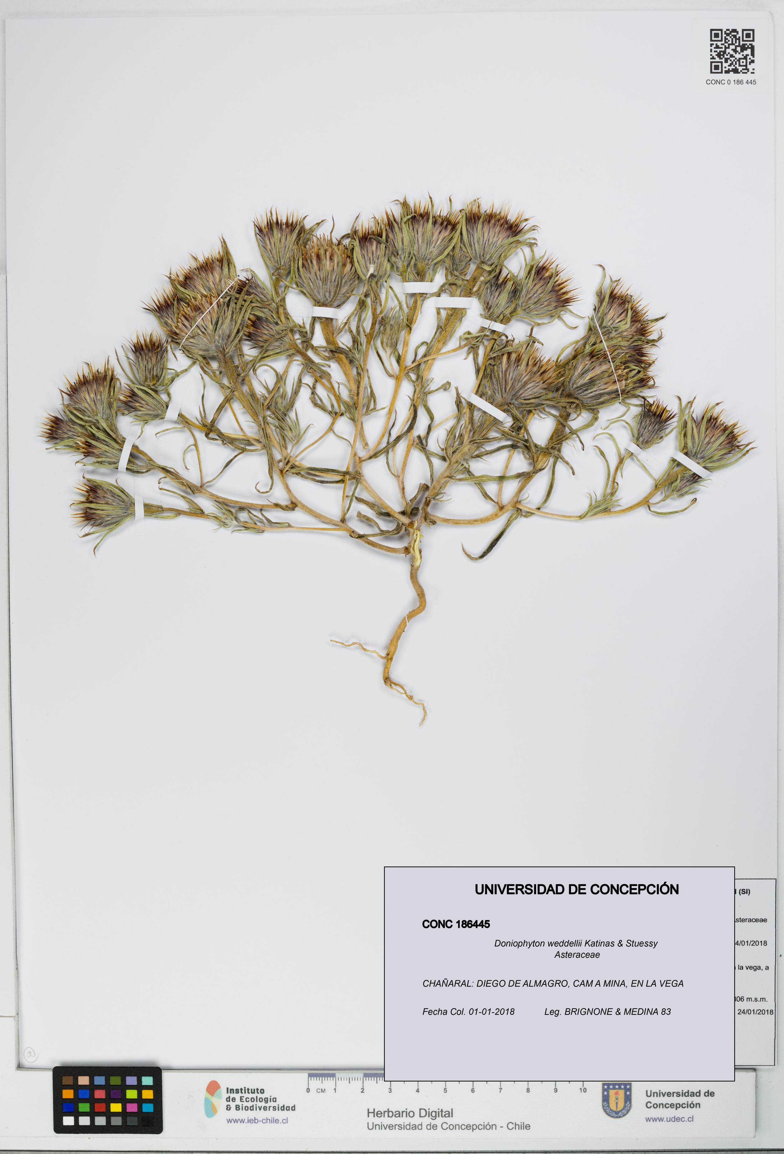 Doniophyton weddellii [Espécimen: UDEC:CONC:0186445]