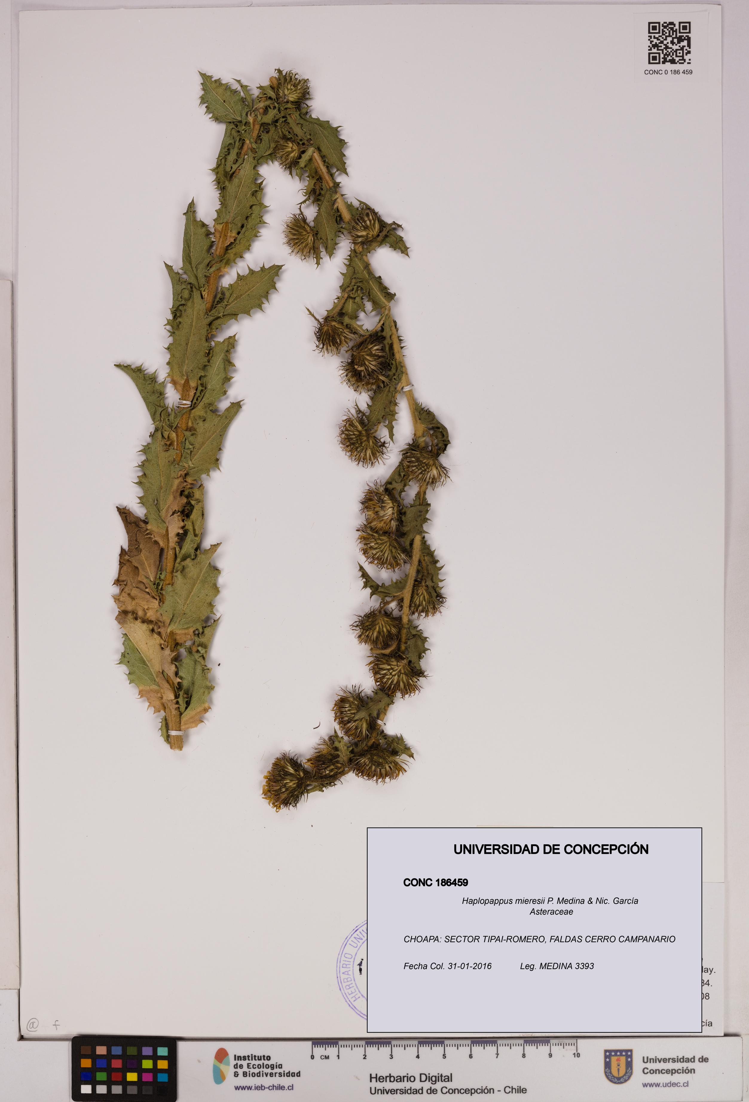 Haplopappus mieresii [Espécimen: UDEC:CONC:0186459]