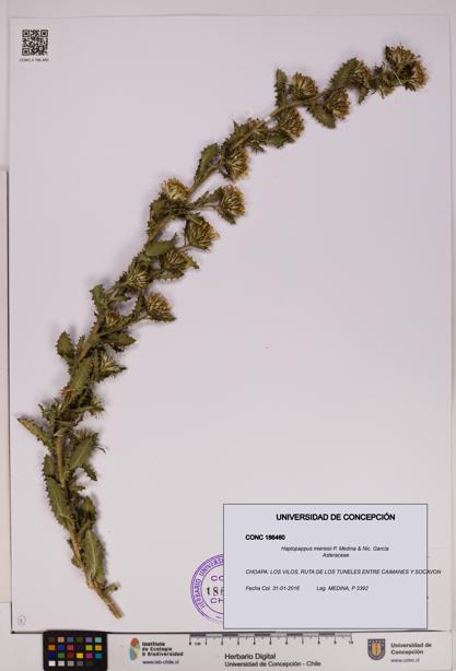 Haplopappus mieresii [Espécimen: UDEC:CONC:0186460]