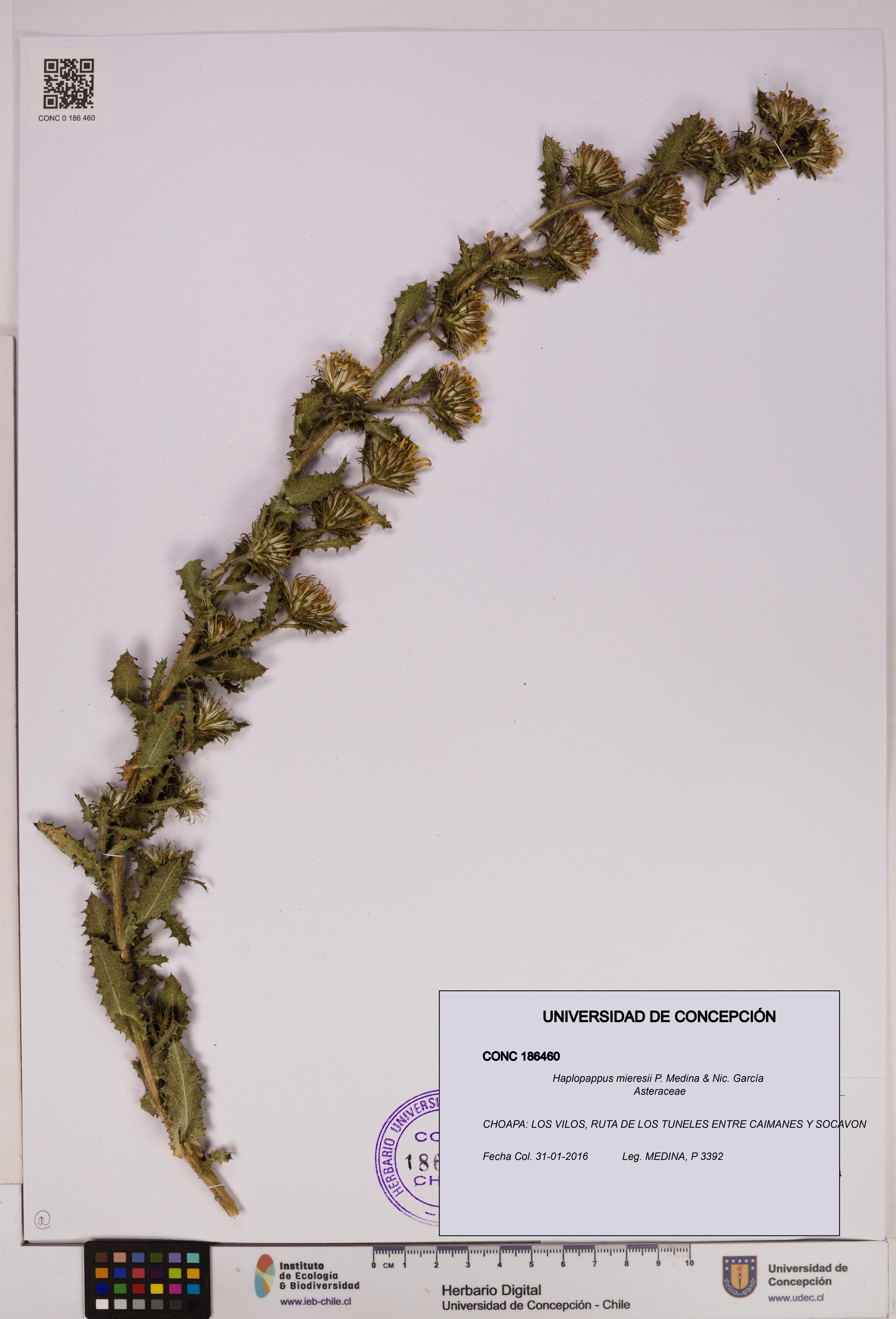 Haplopappus mieresii [Espécimen: UDEC:CONC:0186460]