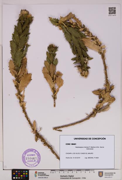 Haplopappus mieresii [Espécimen: UDEC:CONC:0186461]