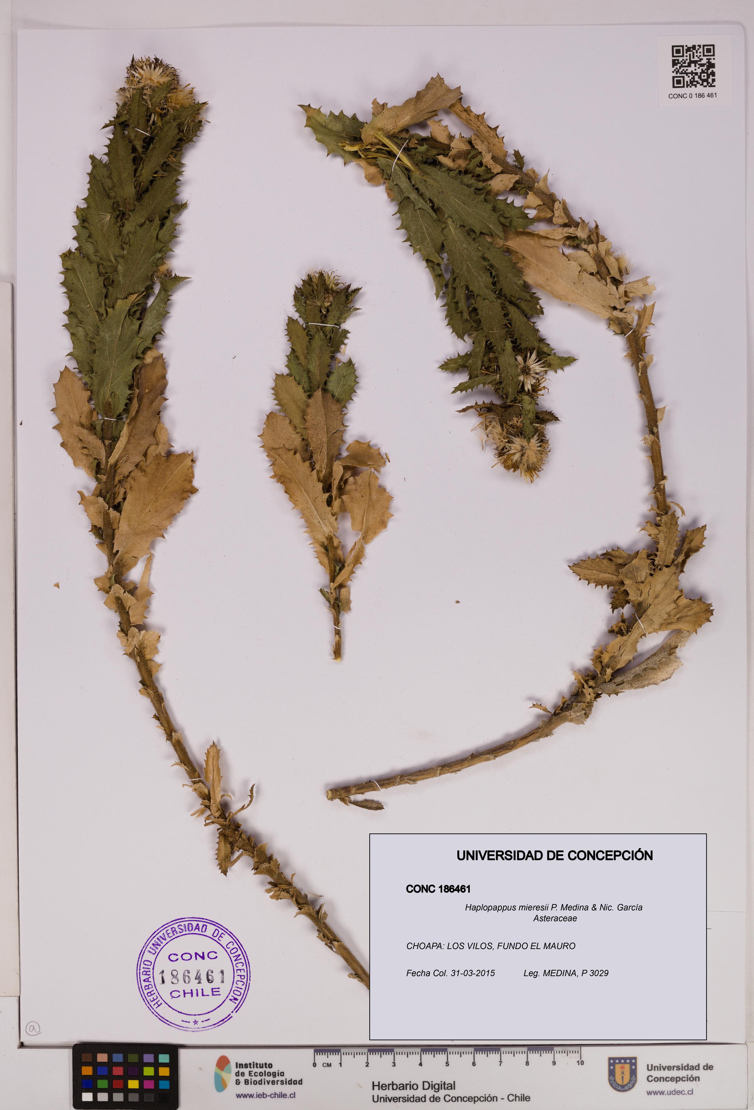 Haplopappus mieresii [Espécimen: UDEC:CONC:0186461]